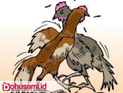 Manado Jadi Arena Sabung Ayam Aman, Diduga Oknum Aparat Jaga Malalayang