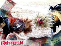 Dikoordinir Embo dan Dikawal Oknum Petugas, Sabung Ayam di Malalayang jadi ‘Surga’ Penjudi